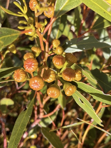 Eucalyptus concinna, 2022-08-31