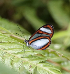 Oleria quintina