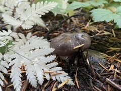 Lactarius pseudomucidus