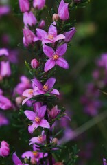 Boronia granitica