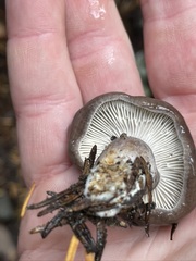 Lactarius pseudomucidus