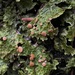 Cabbage Lung Lichen - Photo (c) Matthew Koons, some rights reserved (CC BY-ND), uploaded by Matthew Koons