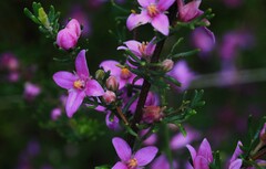 Boronia granitica