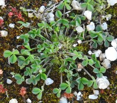 Trifolium suffocatum