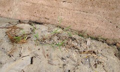 Paspalum distichum