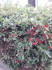 Pyracantha coccinea