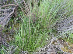 Santolina rosmarinifolia