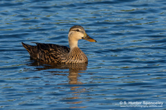 Anas platyrhynchos × fulvigula