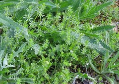 Galium parisiense