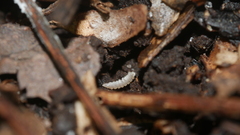 Haplophthalmus danicus