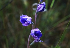 Thelymitra ixioides