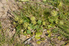 Hydrocotyle laxiflora