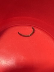 Cleidogona