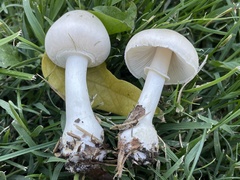 Leucoagaricus leucothites