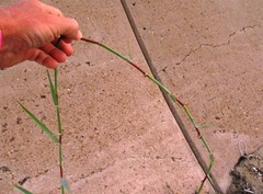 Paspalum distichum