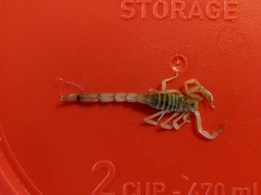 Paravaejovis confusus