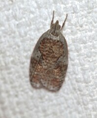 Peritornenta circulatella