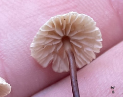 Pseudomarasmius pallidocephalus