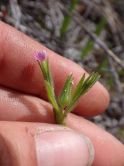 Microsteris gracilis