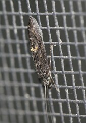 Hydrobiosidae