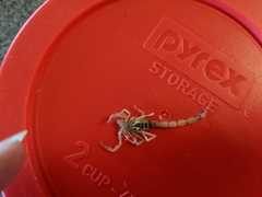 Paravaejovis confusus