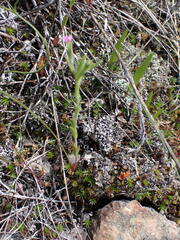 Microsteris gracilis