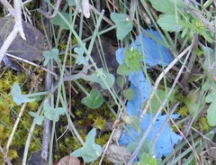Rumex induratus