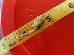 Paravaejovis confusus