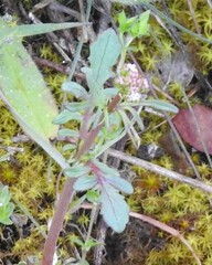 Centranthus calcitrapae