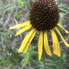 Echinacea paradoxa