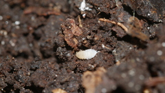 Haplophthalmus danicus