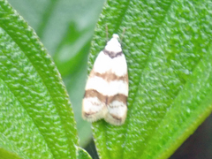 Chezala brachypepla