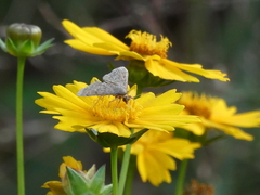 Pilocrocis ramentalis