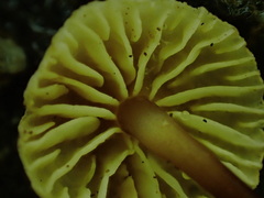 Pseudomarasmius pallidocephalus