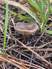 Entoloma vernum