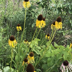 Echinacea paradoxa