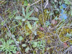 Rumex induratus