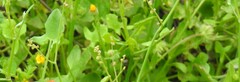 Rumex induratus