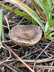 Entoloma vernum