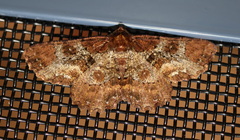 Paradromulia ambigua
