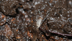 Haplophthalmus danicus