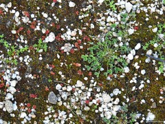 Trifolium suffocatum