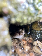 Fejervarya kawamurai