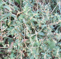 Euphorbia maculata
