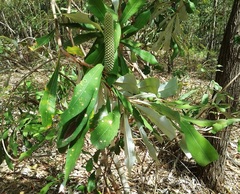 Banksia conferta