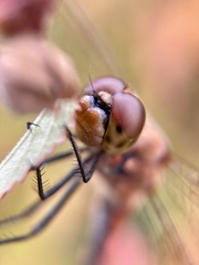 Sympetrum frequens