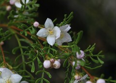Boronia microphylla