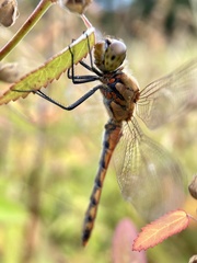 Sympetrum frequens