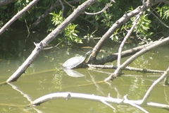 Trachemys scripta elegans