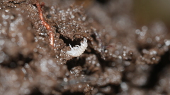 Haplophthalmus danicus